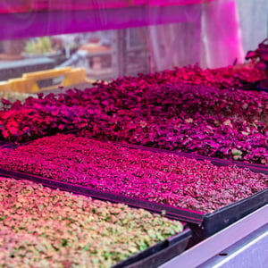Microgreens die onder ledverlichting groeien in de kas van Restaurant De Kas in Amsterdam.